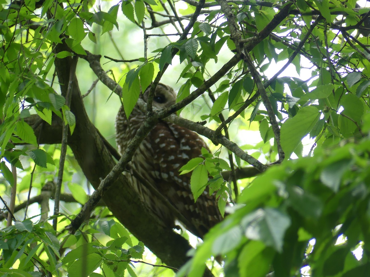 Barred Owl - ML564453101