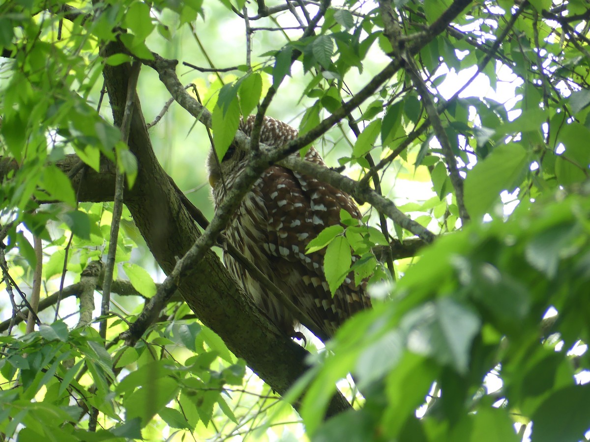 Barred Owl - ML564453151