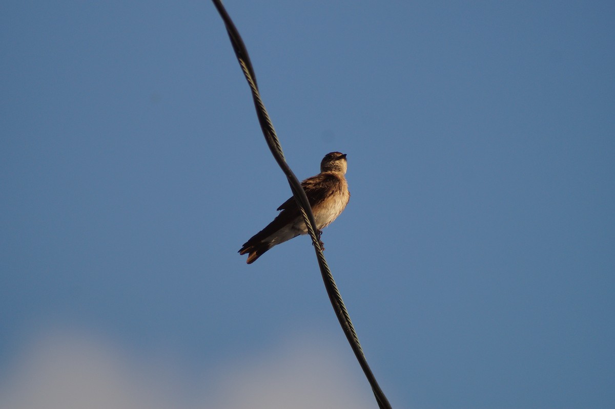 Northern Rough-winged Swallow (Ridgway's) - Aldo Echeverria