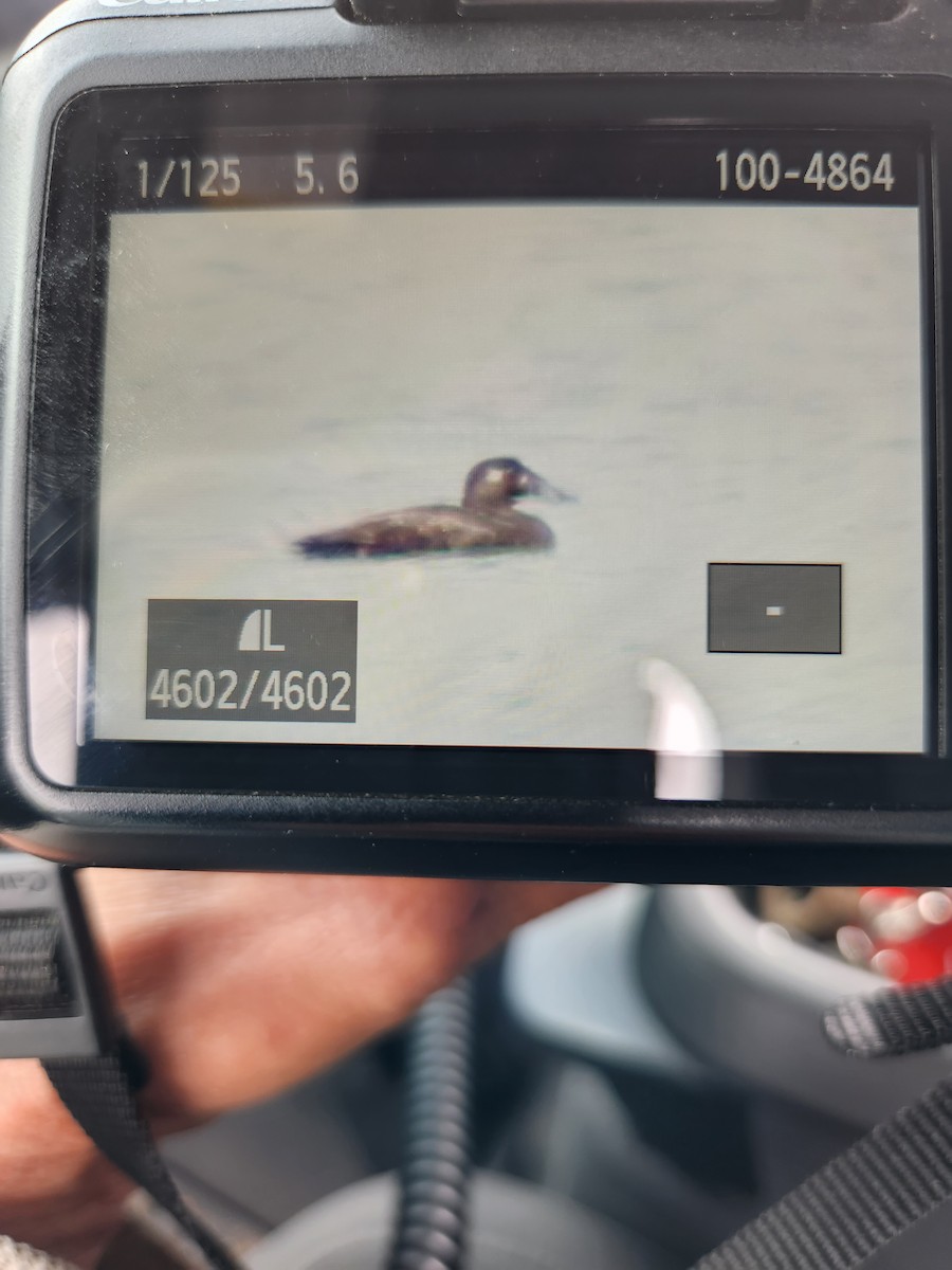 Surf Scoter - ML564455711