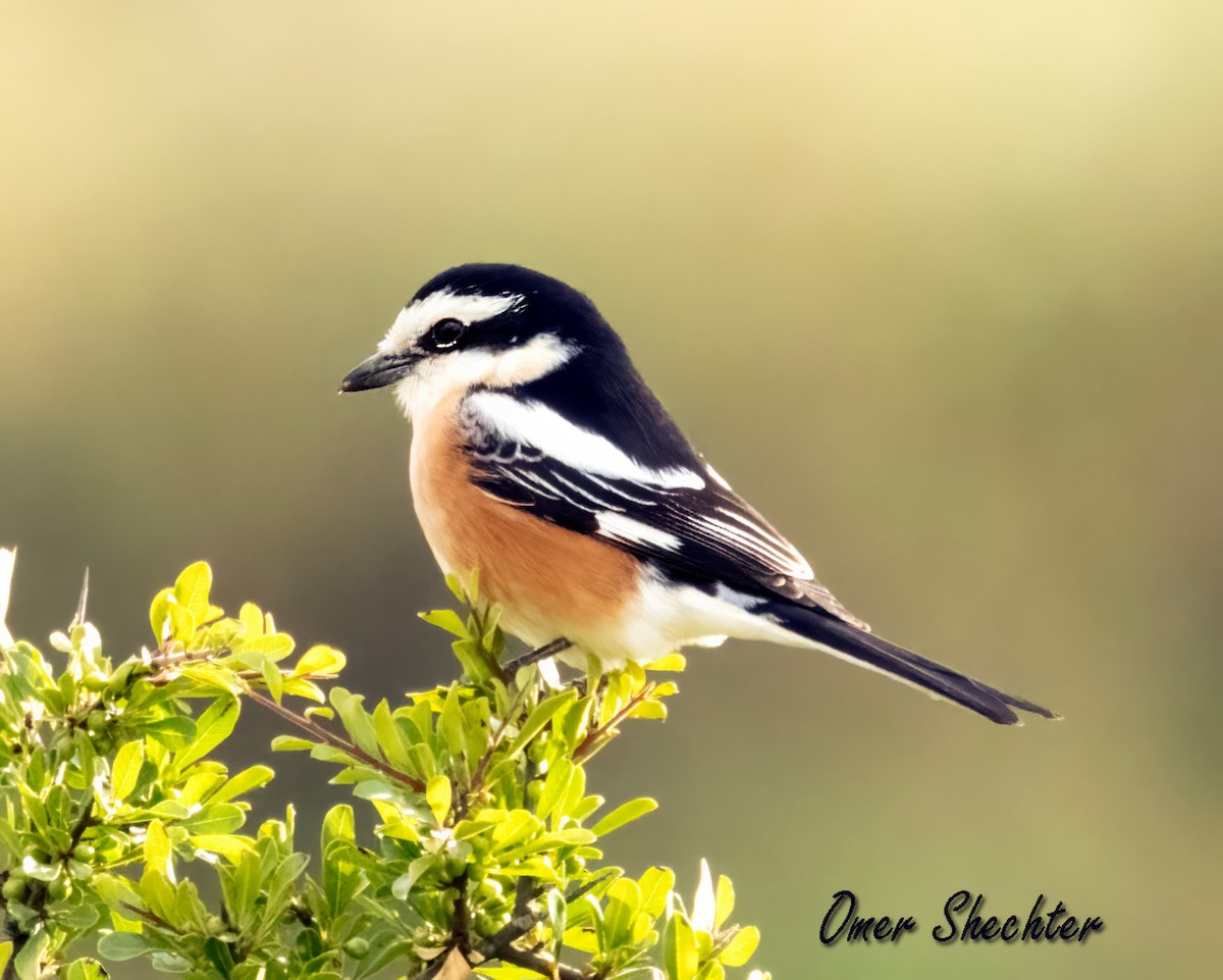 Masked Shrike - ML564456141