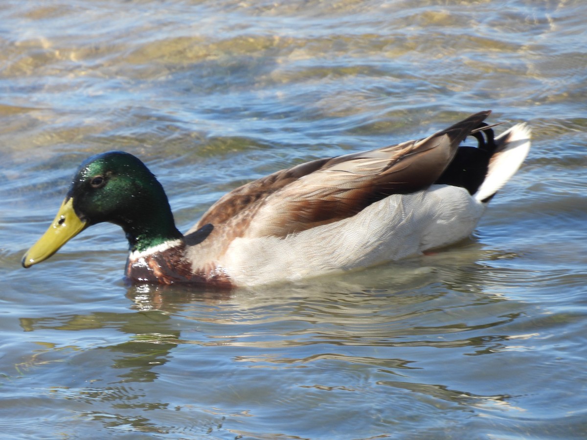 Mallard - ML564456761