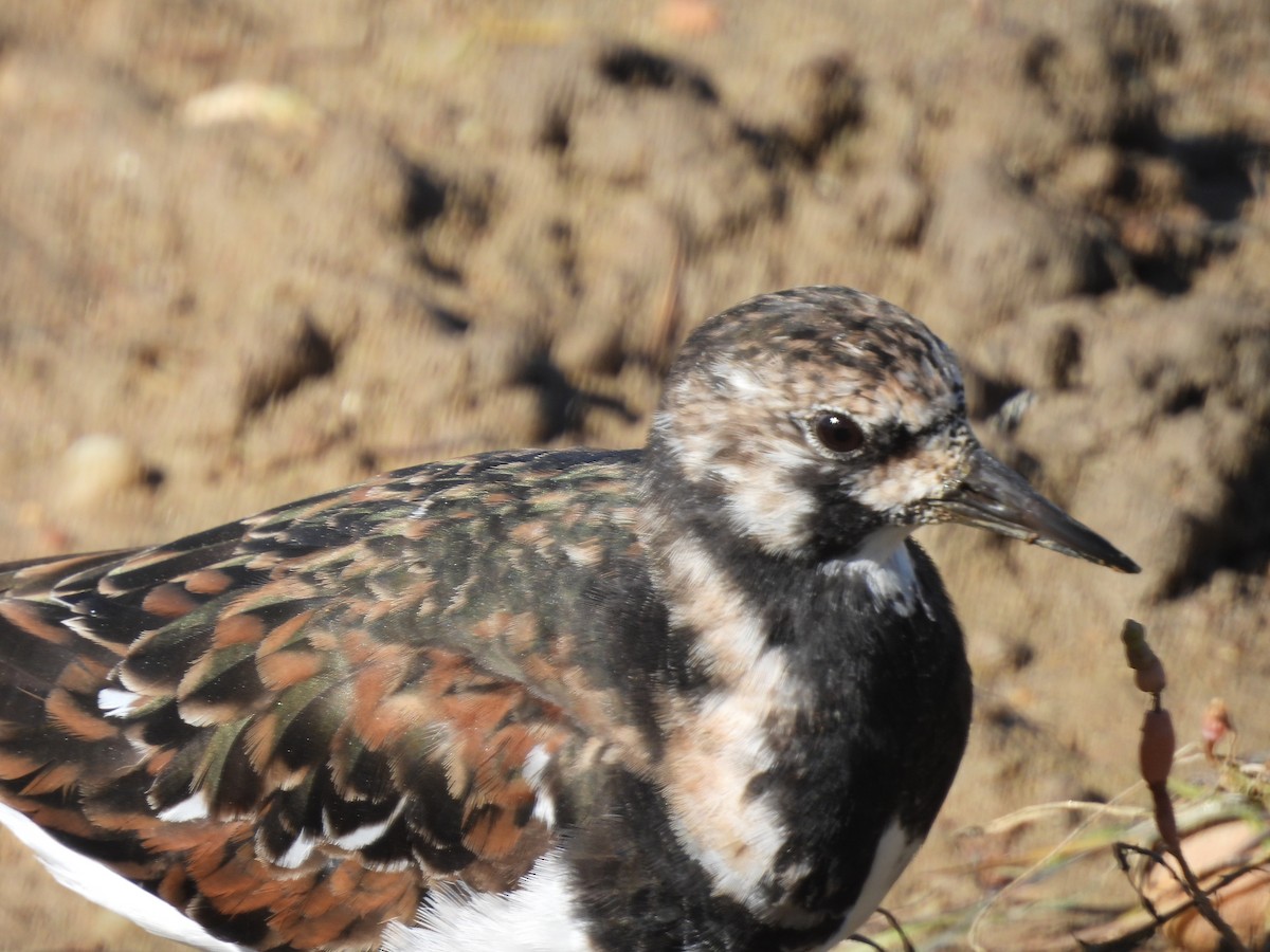 Ruddy Turnstone - ML564457001