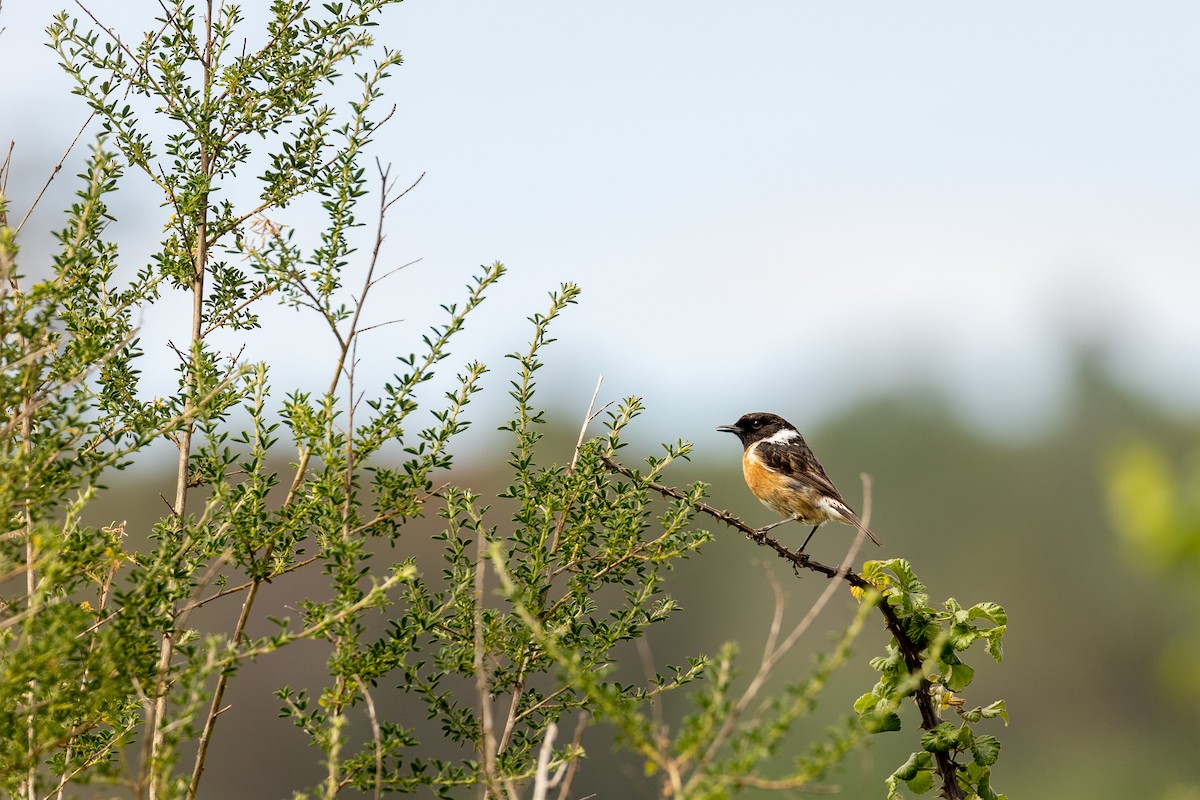 European Stonechat - Mário Trindade