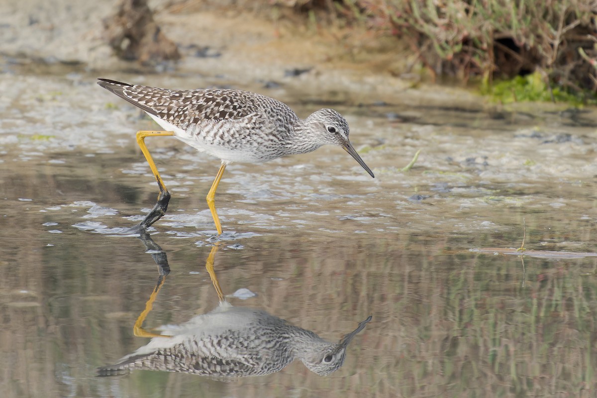 Lesser Yellowlegs - ML564457651