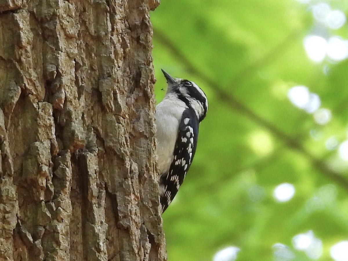 Downy Woodpecker - ML564457721