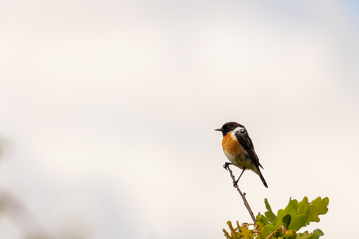 European Stonechat - Mário Trindade