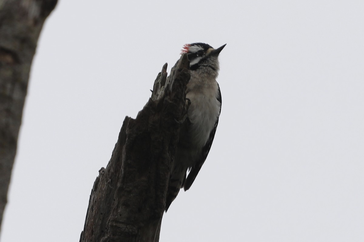 Downy Woodpecker - ML564458701