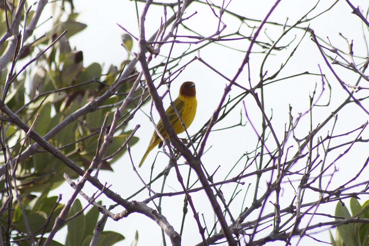 Yellow Warbler (Mangrove) - Aldo Echeverria