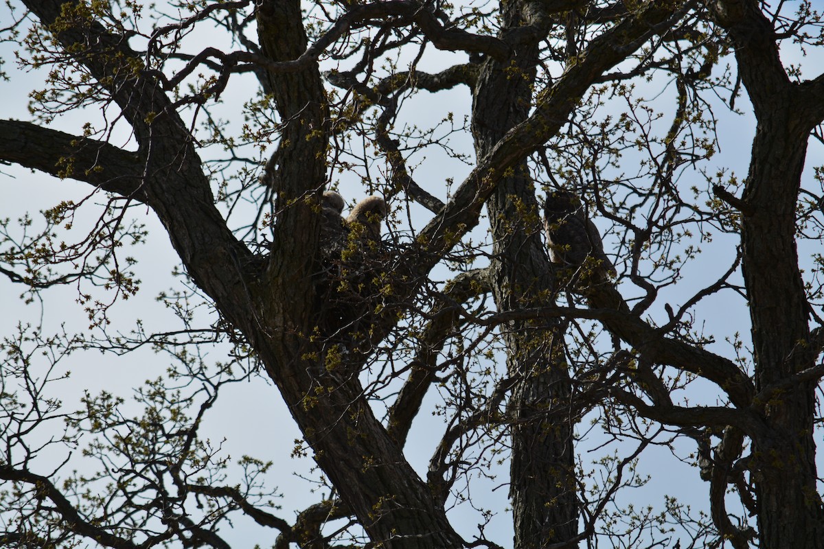 Great Horned Owl - ML564459881