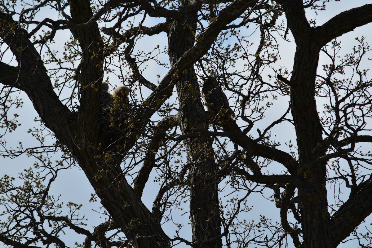 Great Horned Owl - ML564459891