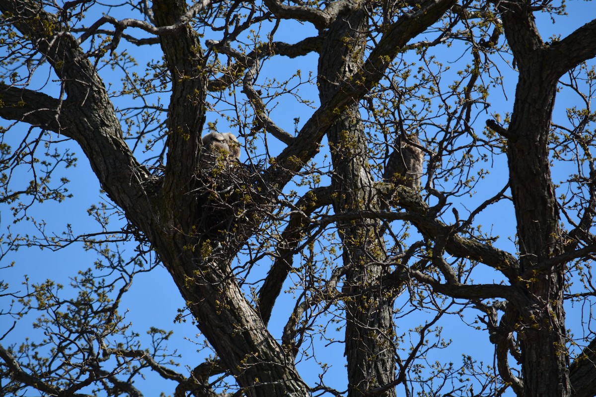 Great Horned Owl - ML564459911