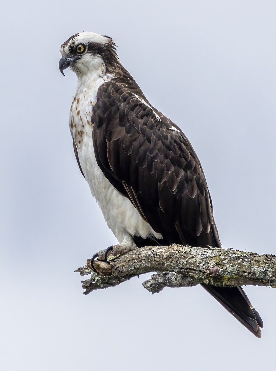 Águila Pescadora - ML564460791