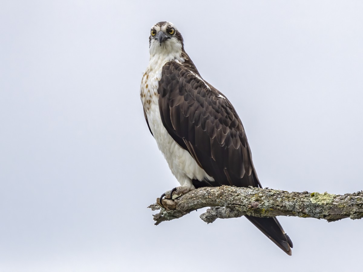 Osprey - ML564460891