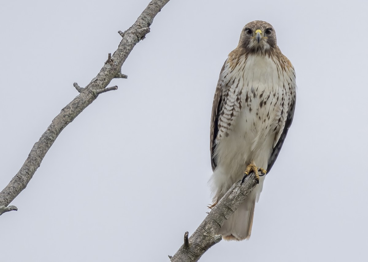Red-tailed Hawk - ML564461051