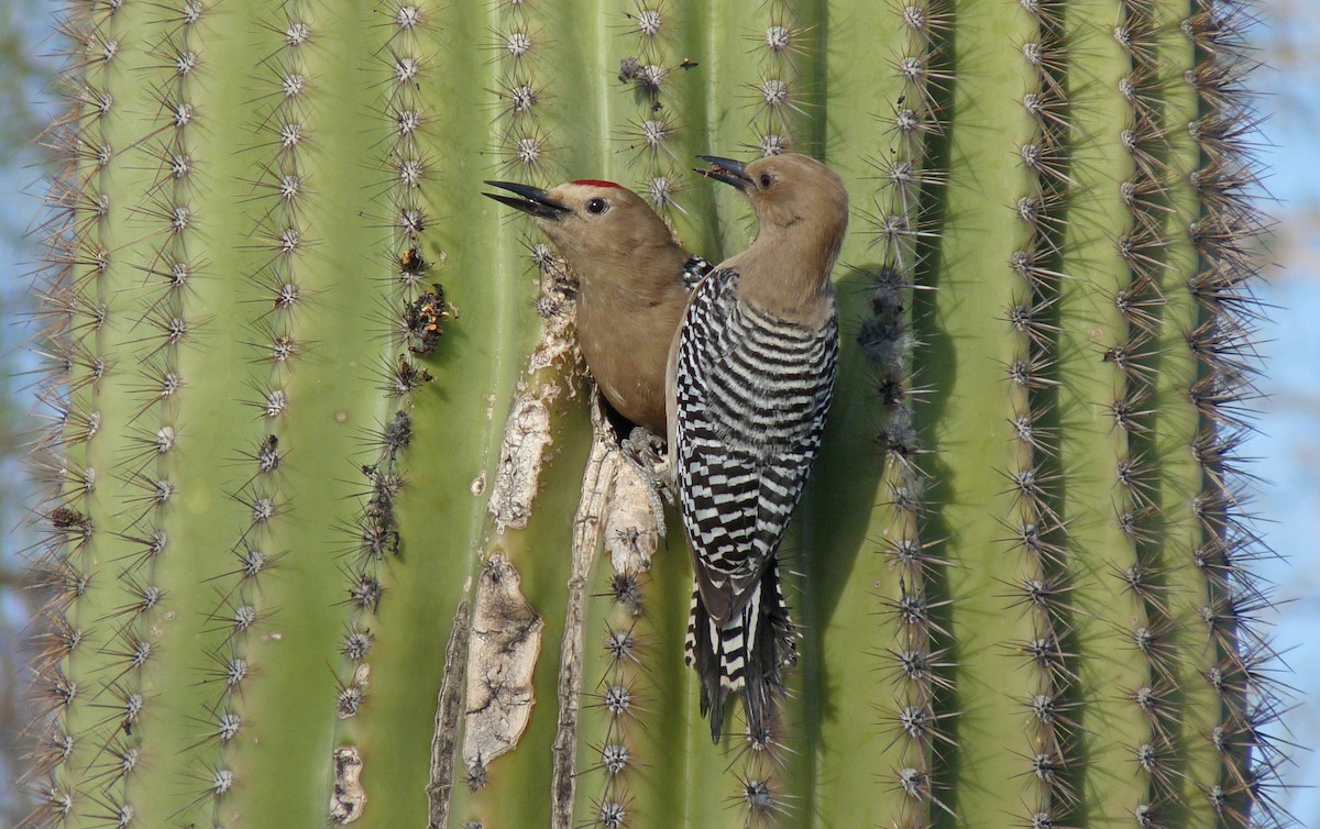 Gila Woodpecker - Tresa Moulton