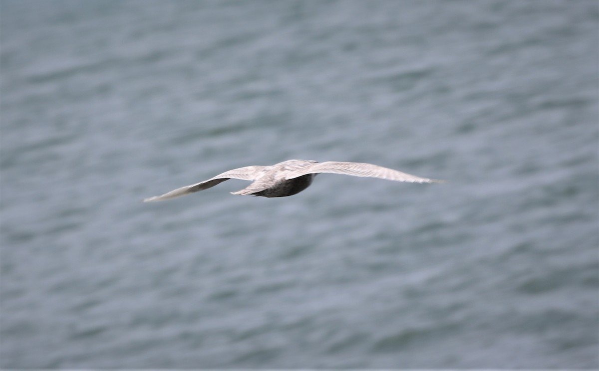 Glaucous-winged Gull - ML564461591