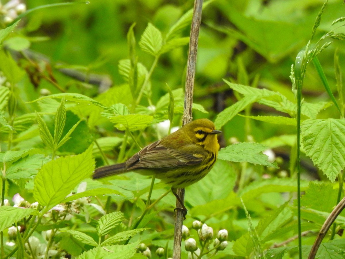 Prairie Warbler - ML564462661