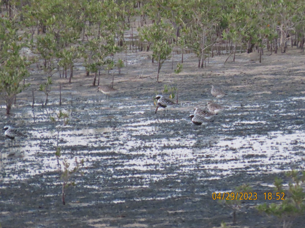 Black-bellied Plover - ML564463111