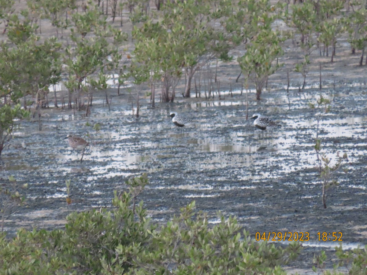 Black-bellied Plover - ML564463121