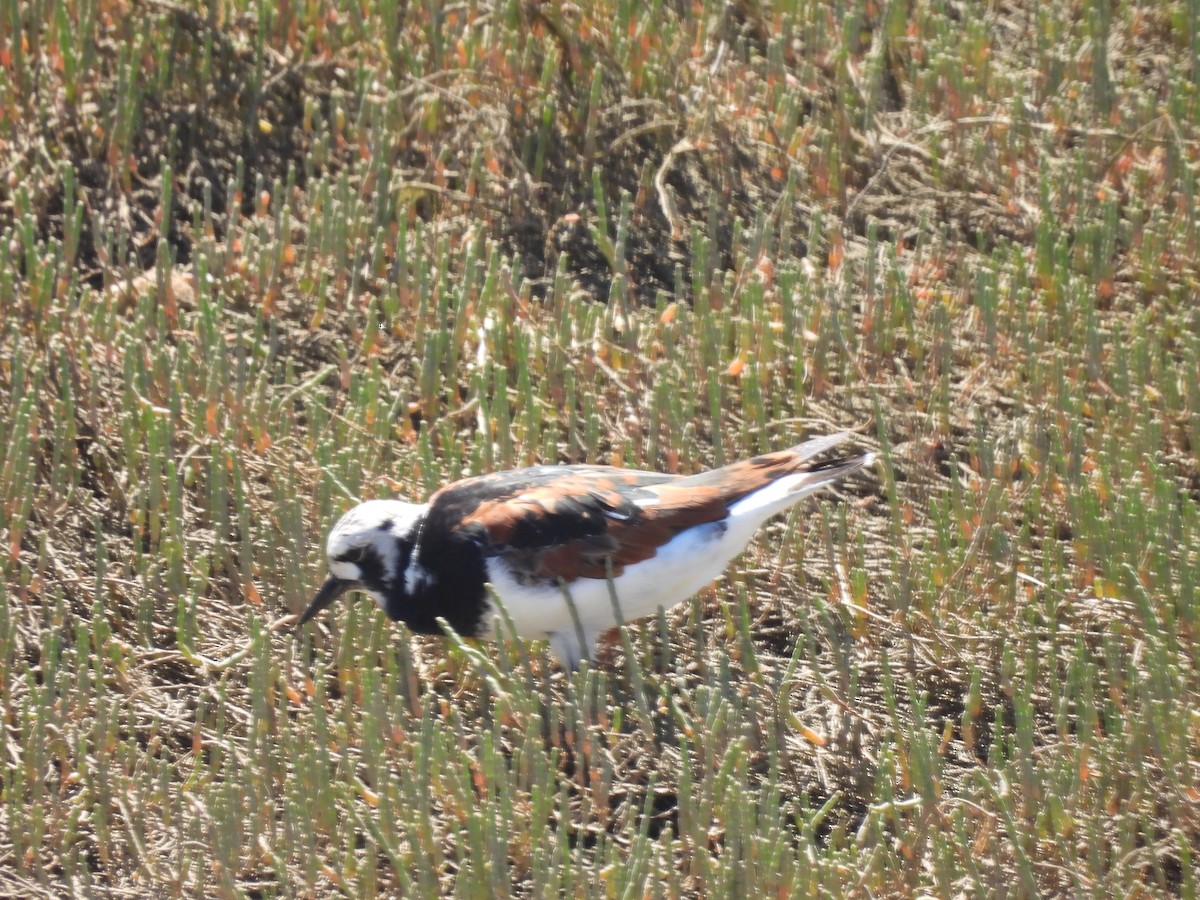 Ruddy Turnstone - Jose Zarapico