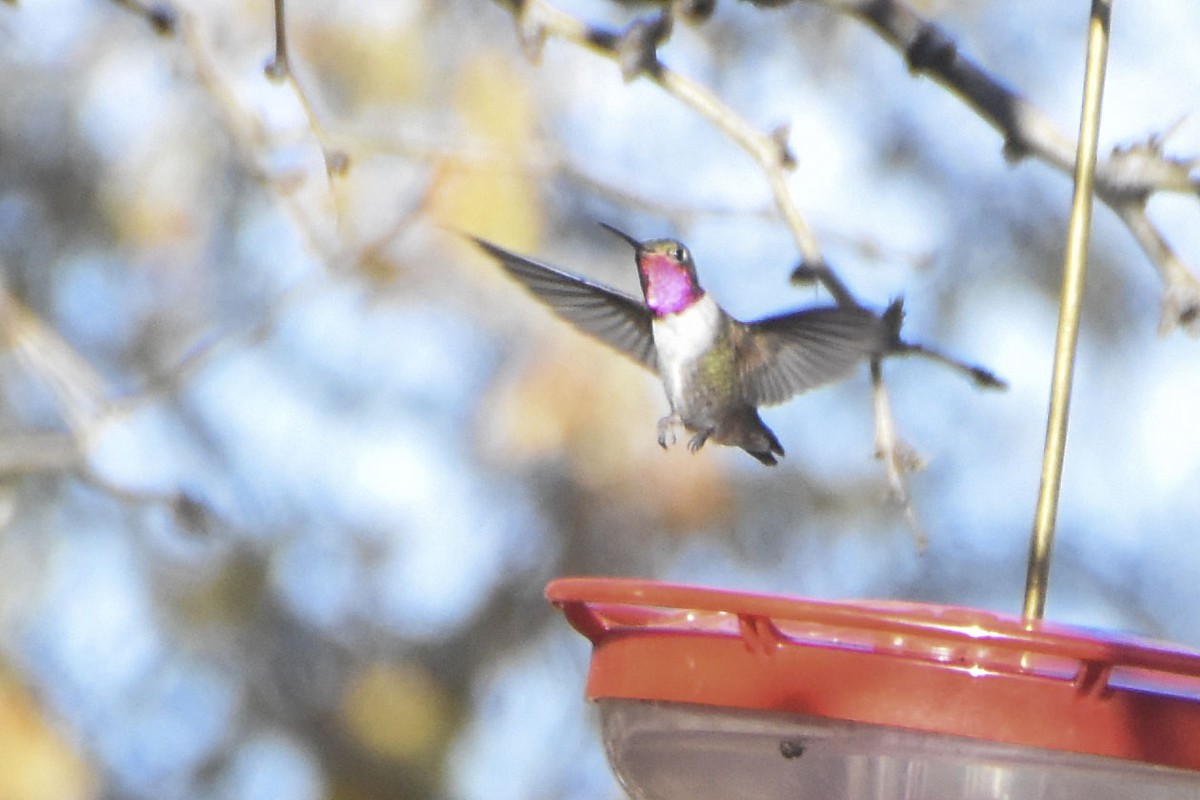Broad-tailed Hummingbird - Carolyn Buvala