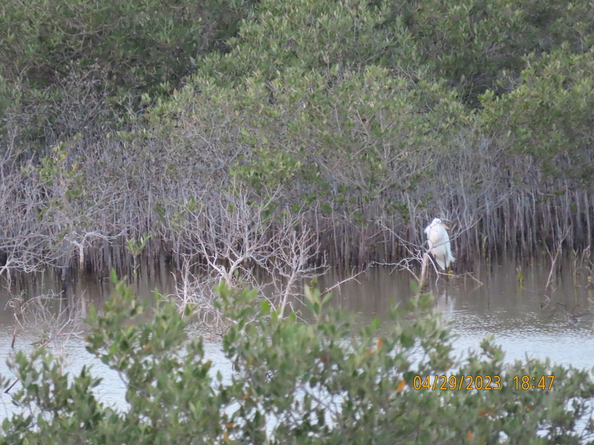 Western Reef-Heron - Ute Langner