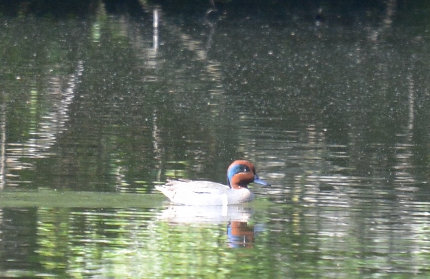 Green-winged Teal (American) - ML564466871