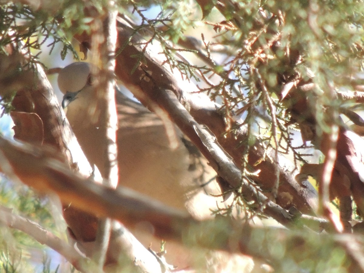 White-tipped Dove - ML564467501