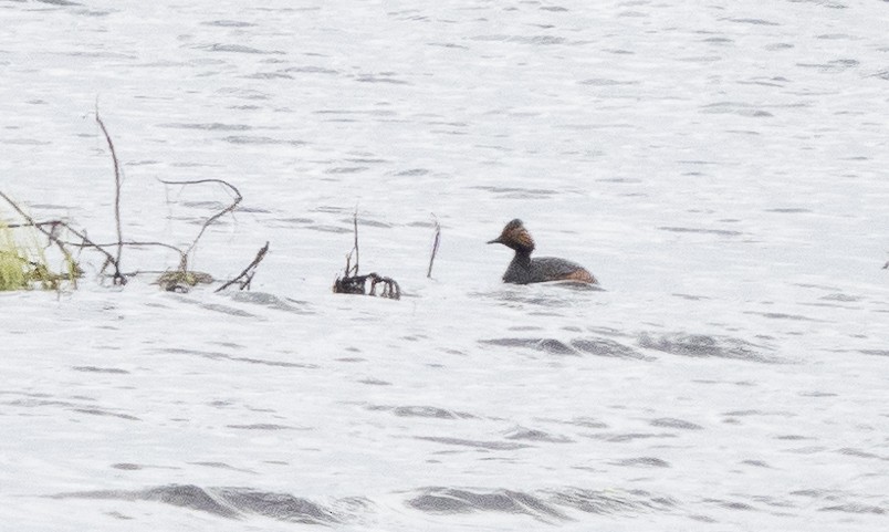 Eared Grebe - ML564468191