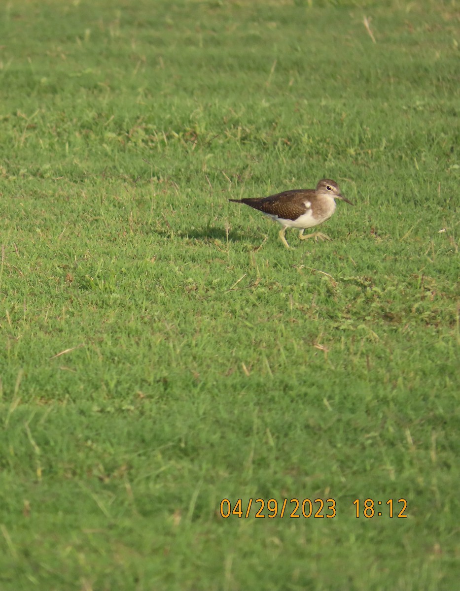 Common Sandpiper - Ute Langner