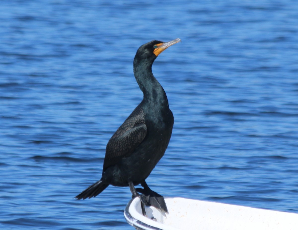 Double-crested Cormorant - Eric Lind