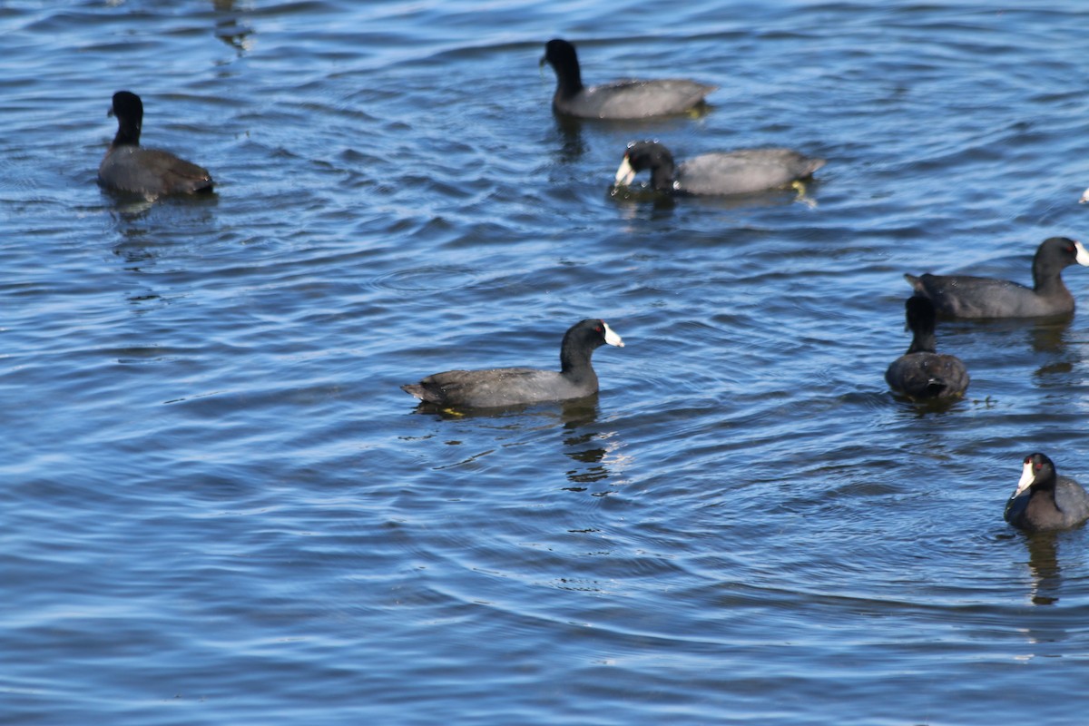 American Coot - ML564469671