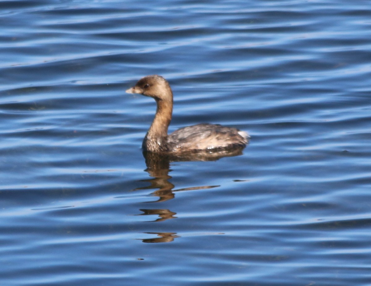 Pied-billed Grebe - Eric Lind