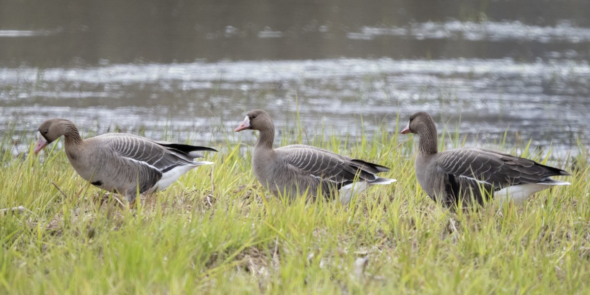 Greater White-fronted Goose - ML564470671