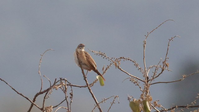 Moustached Grass-Warbler - ML564471781