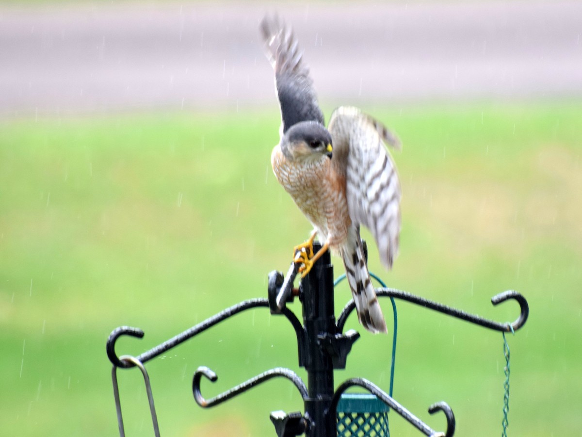 Sharp-shinned Hawk - ML56447221