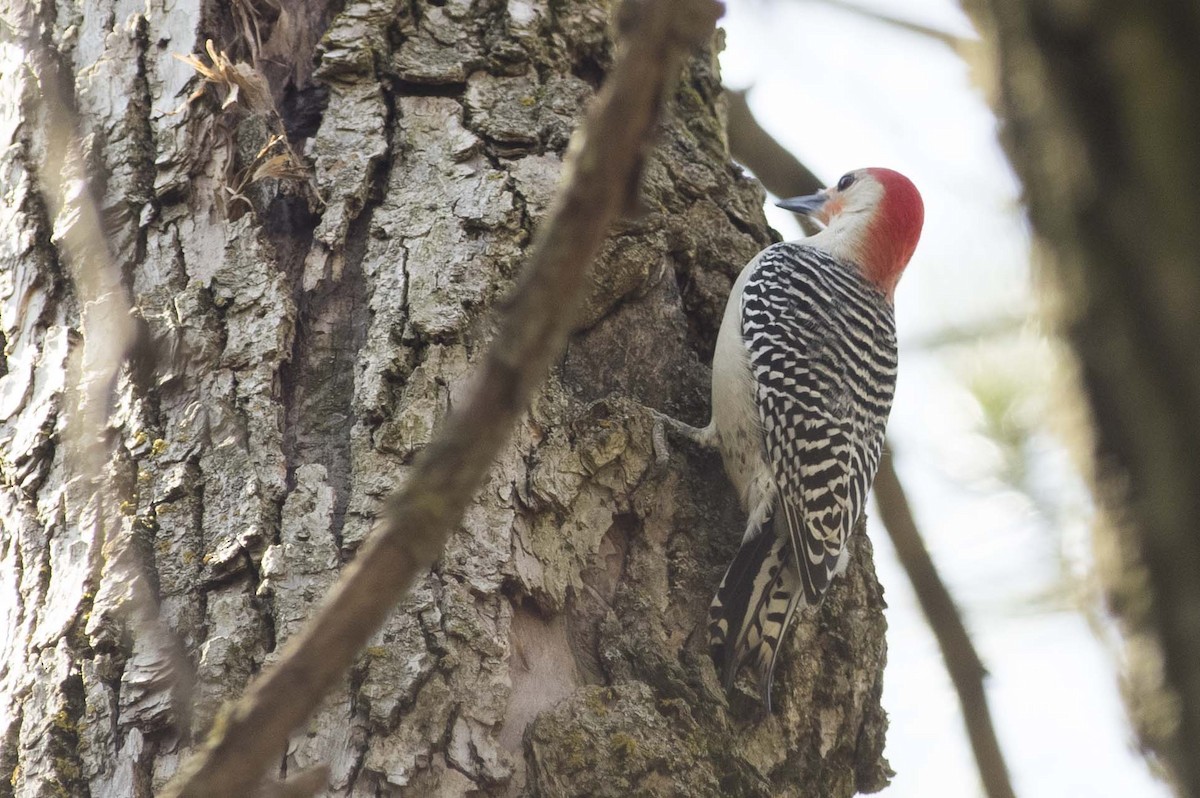 Red-bellied Woodpecker - ML564472361