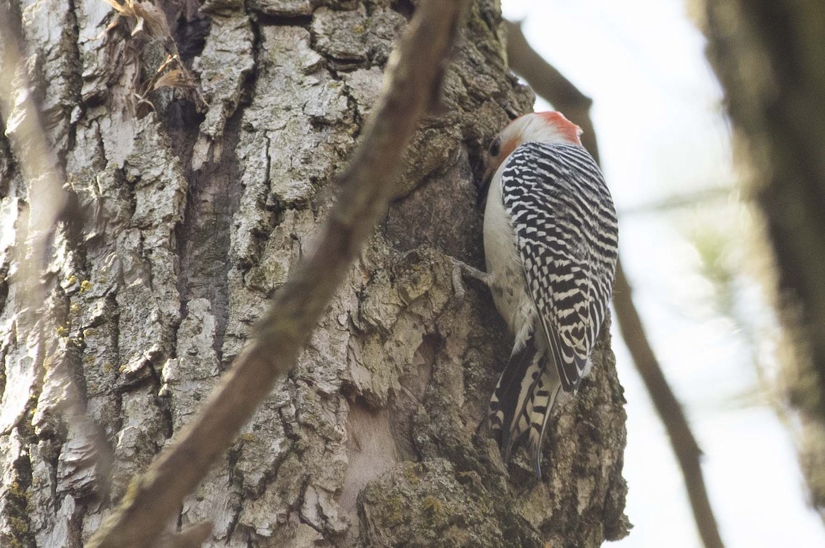 Red-bellied Woodpecker - ML564472371