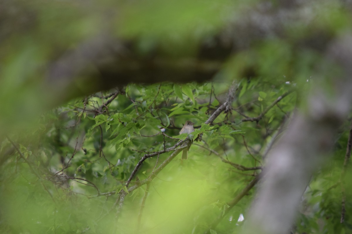 Acadian Flycatcher - ML564472641