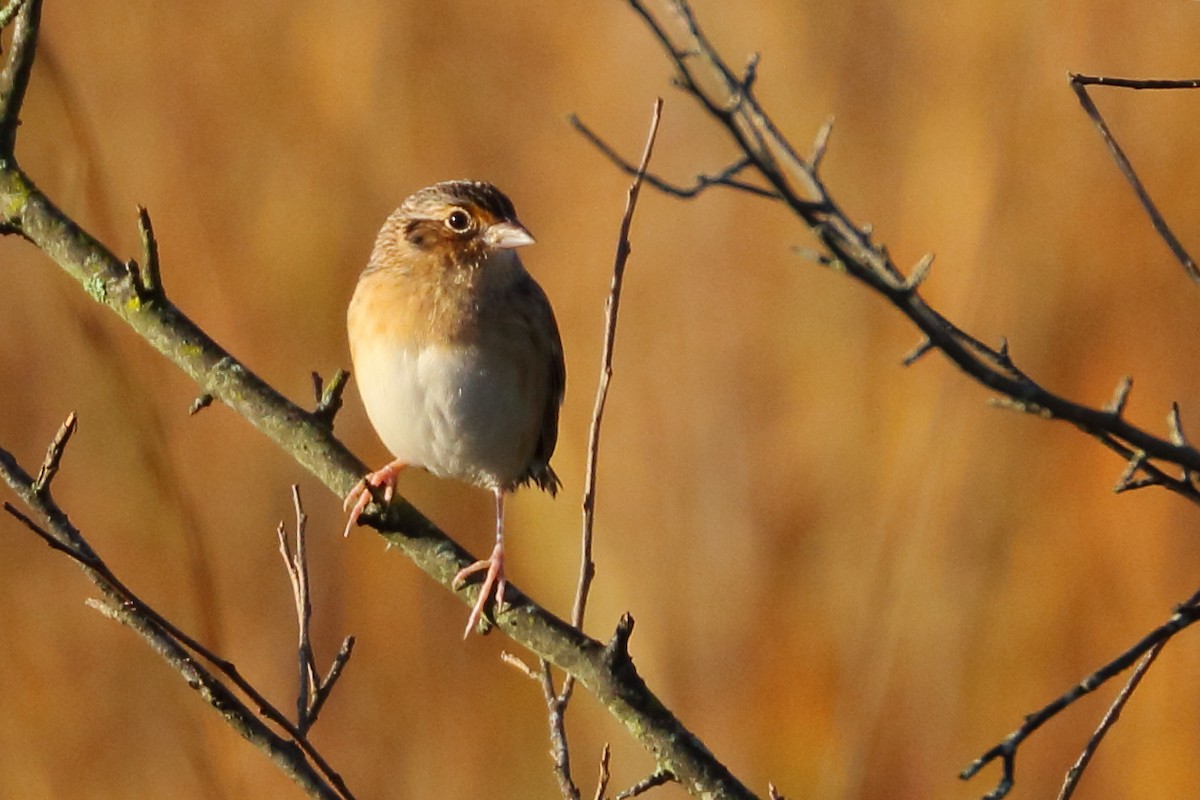 Grasshopper Sparrow - Patrick OHoro