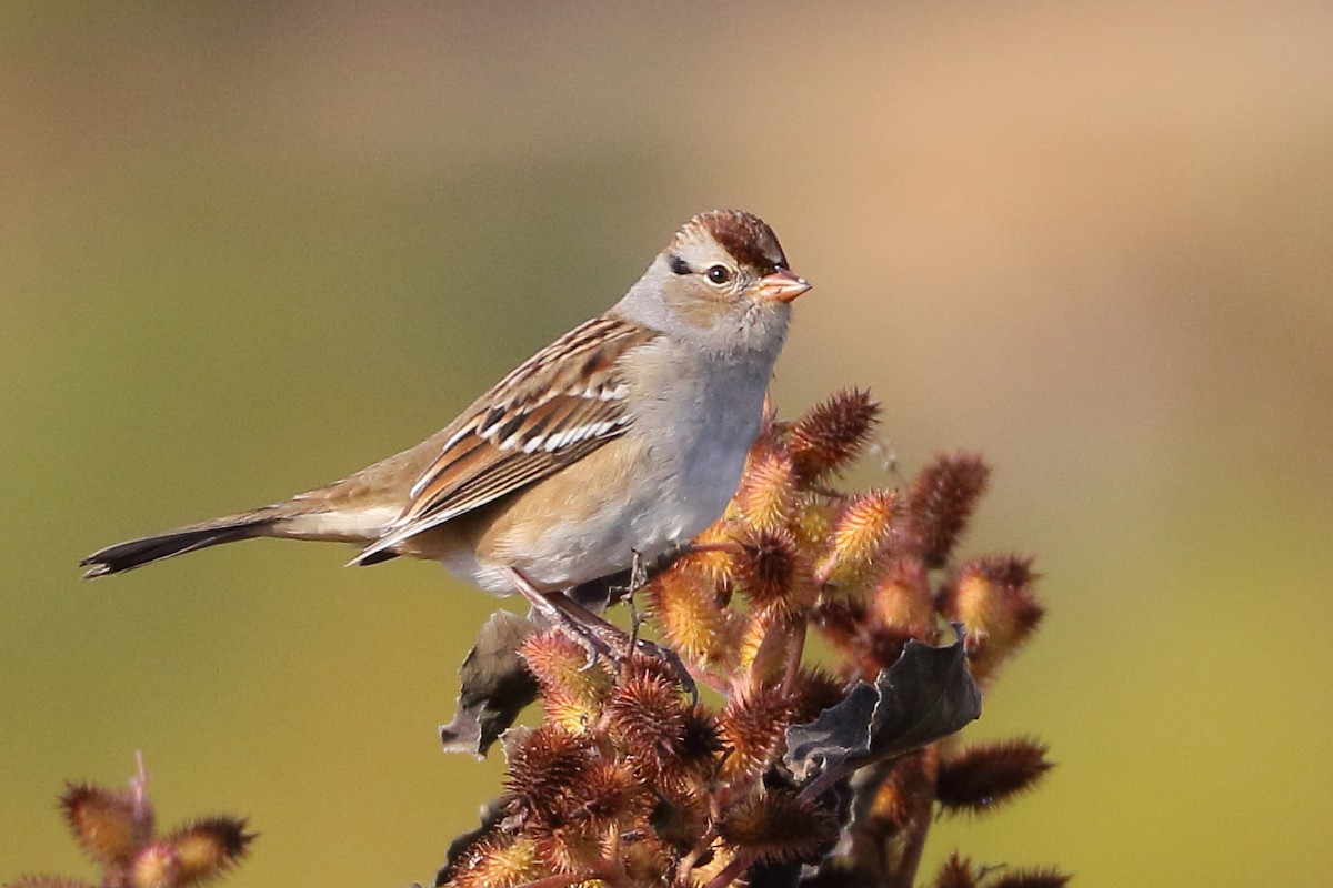 White-crowned Sparrow - ML564473991