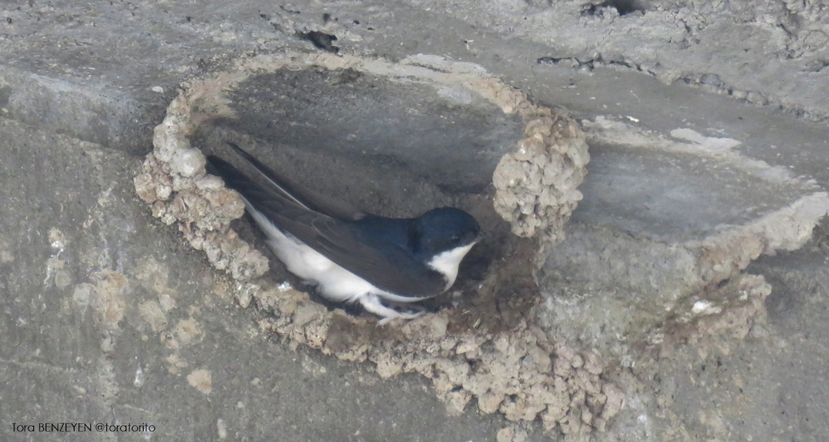 Western House-Martin - Tora BENZEYEN