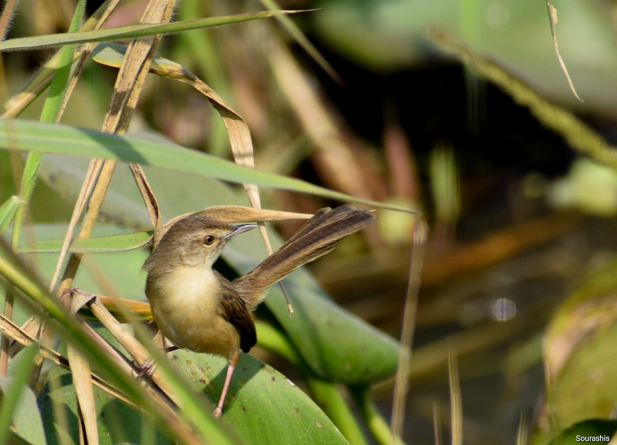 Prinia Sencilla - ML564476421