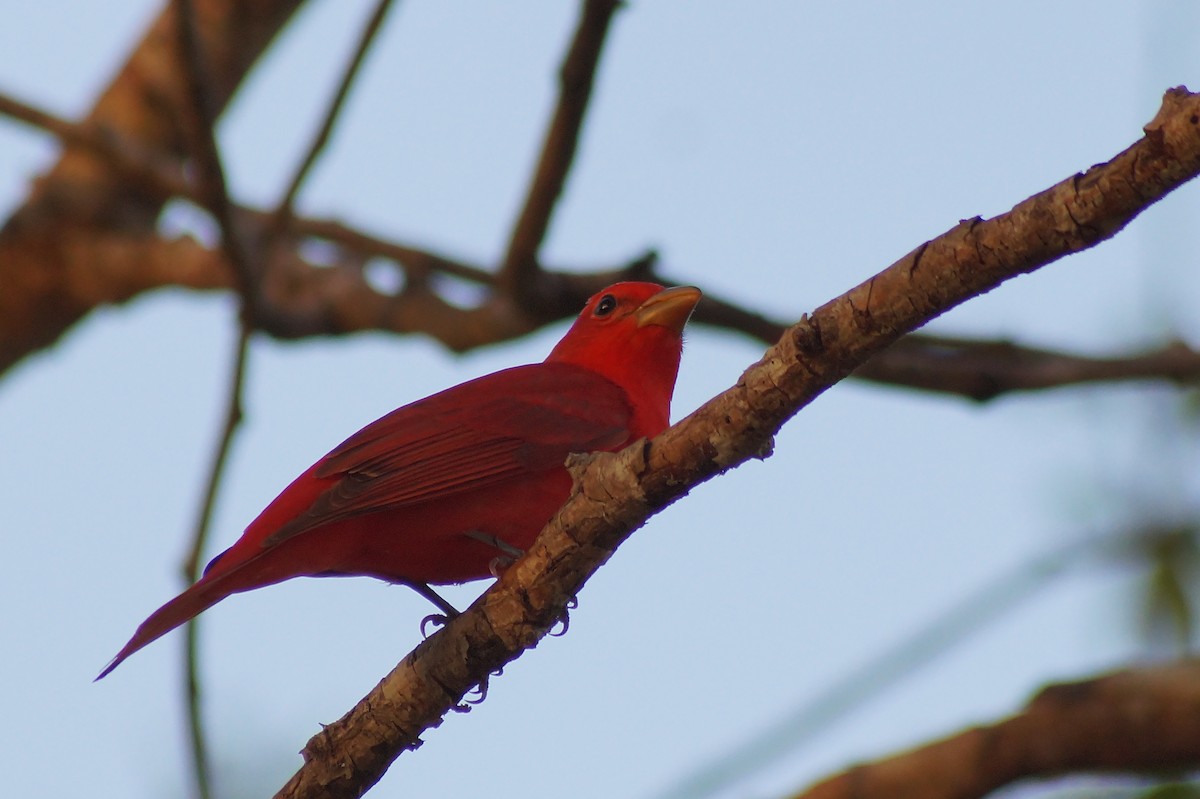 Summer Tanager - Aldo Echeverria