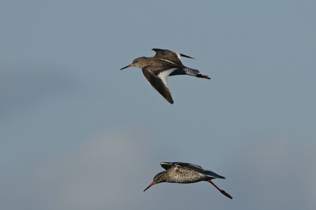 Common Redshank - julie desrosiers