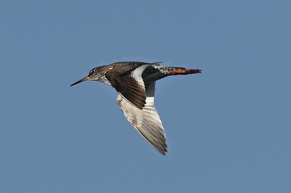 Common Redshank - ML564476881