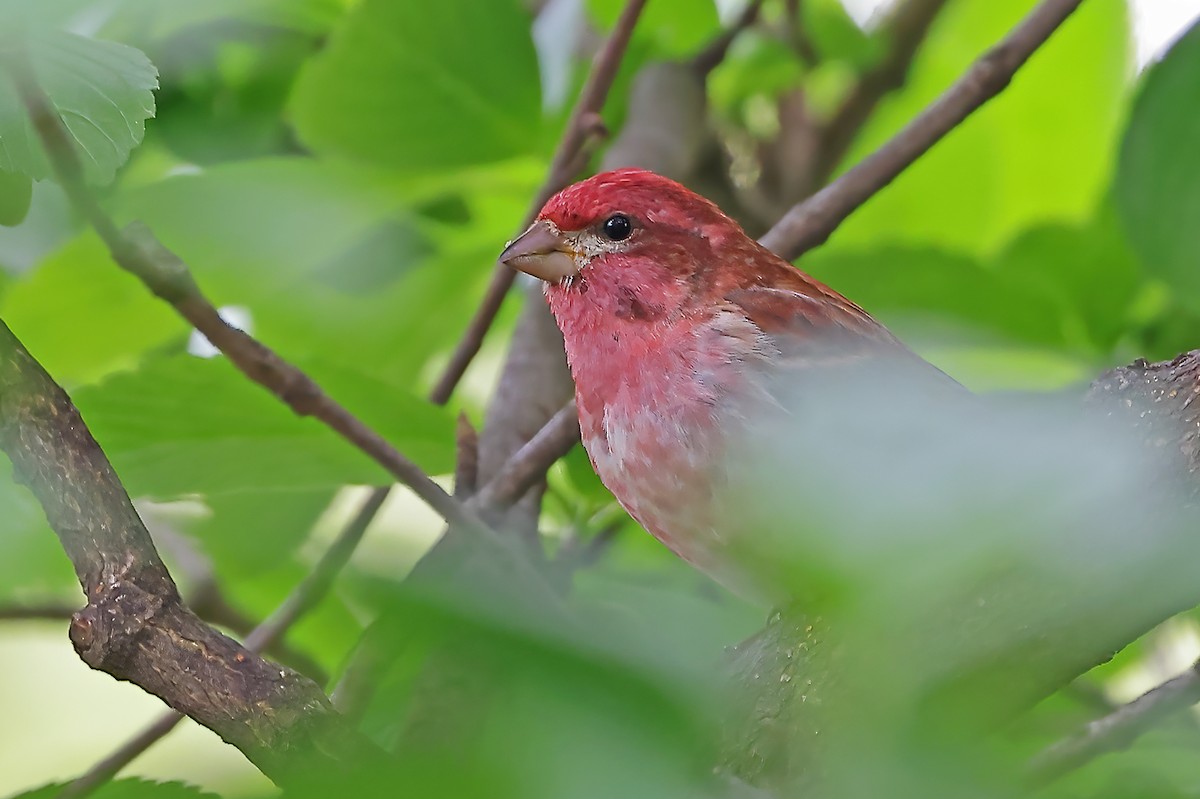 Purple Finch - ML564477231