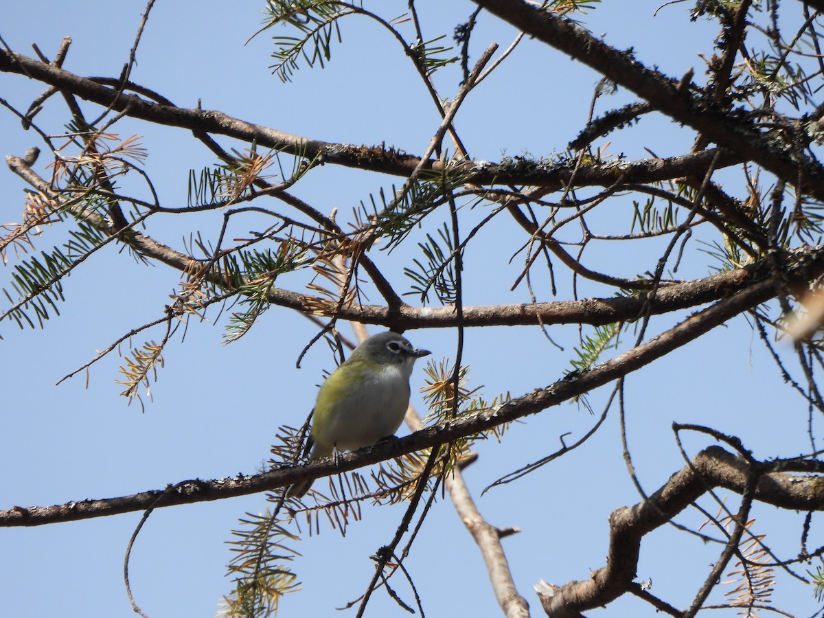 Mavi Başlı Vireo - ML564478821