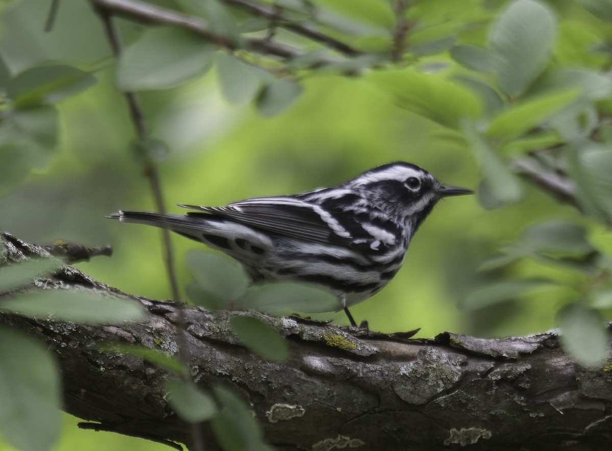 Black-and-white Warbler - ML564479111